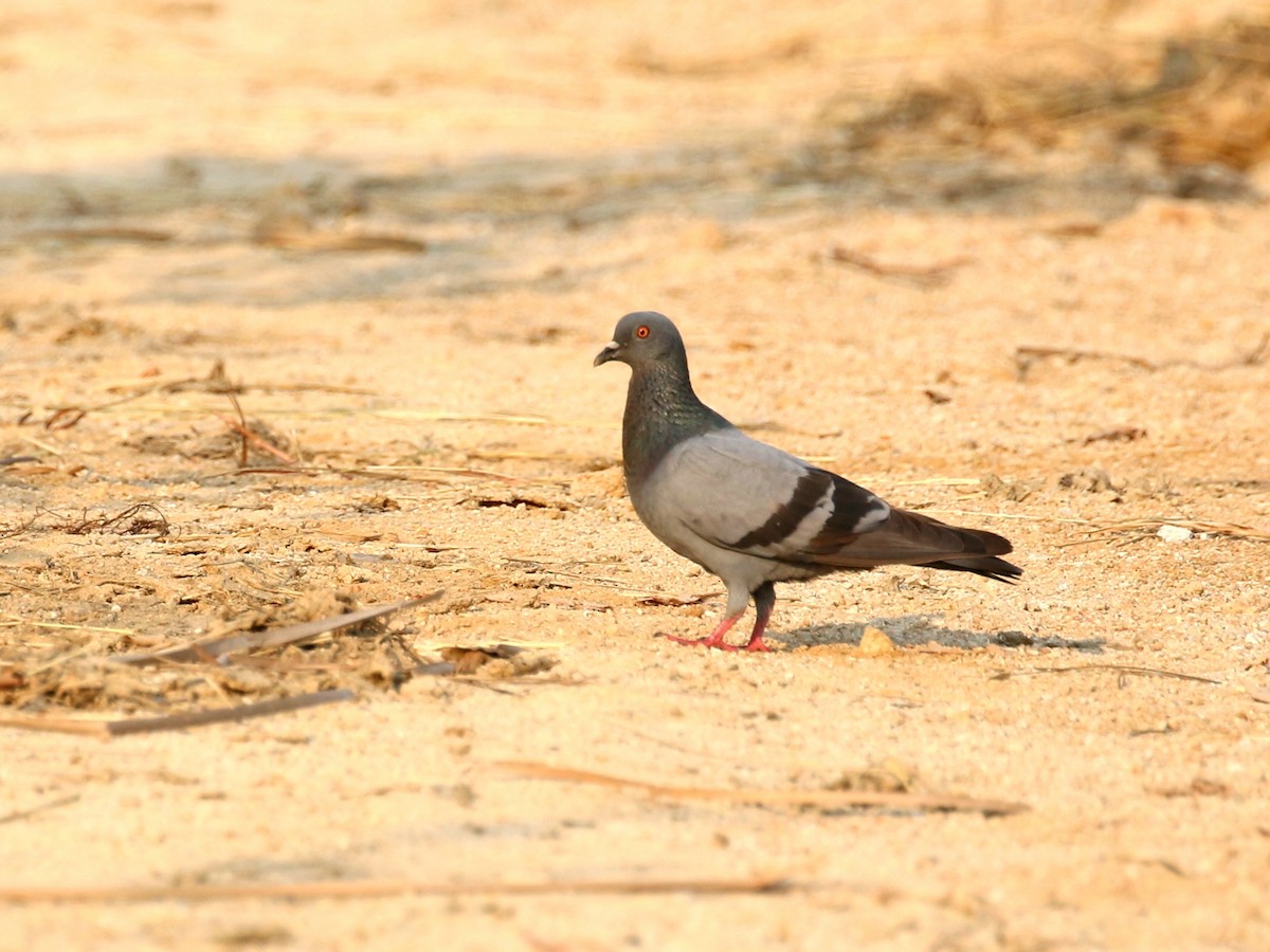Rock Pigeon (Feral Pigeon) - John Sandve