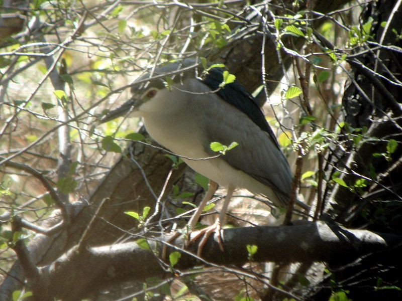 Black-crowned Night Heron - Javier Morala/MCBirding.com