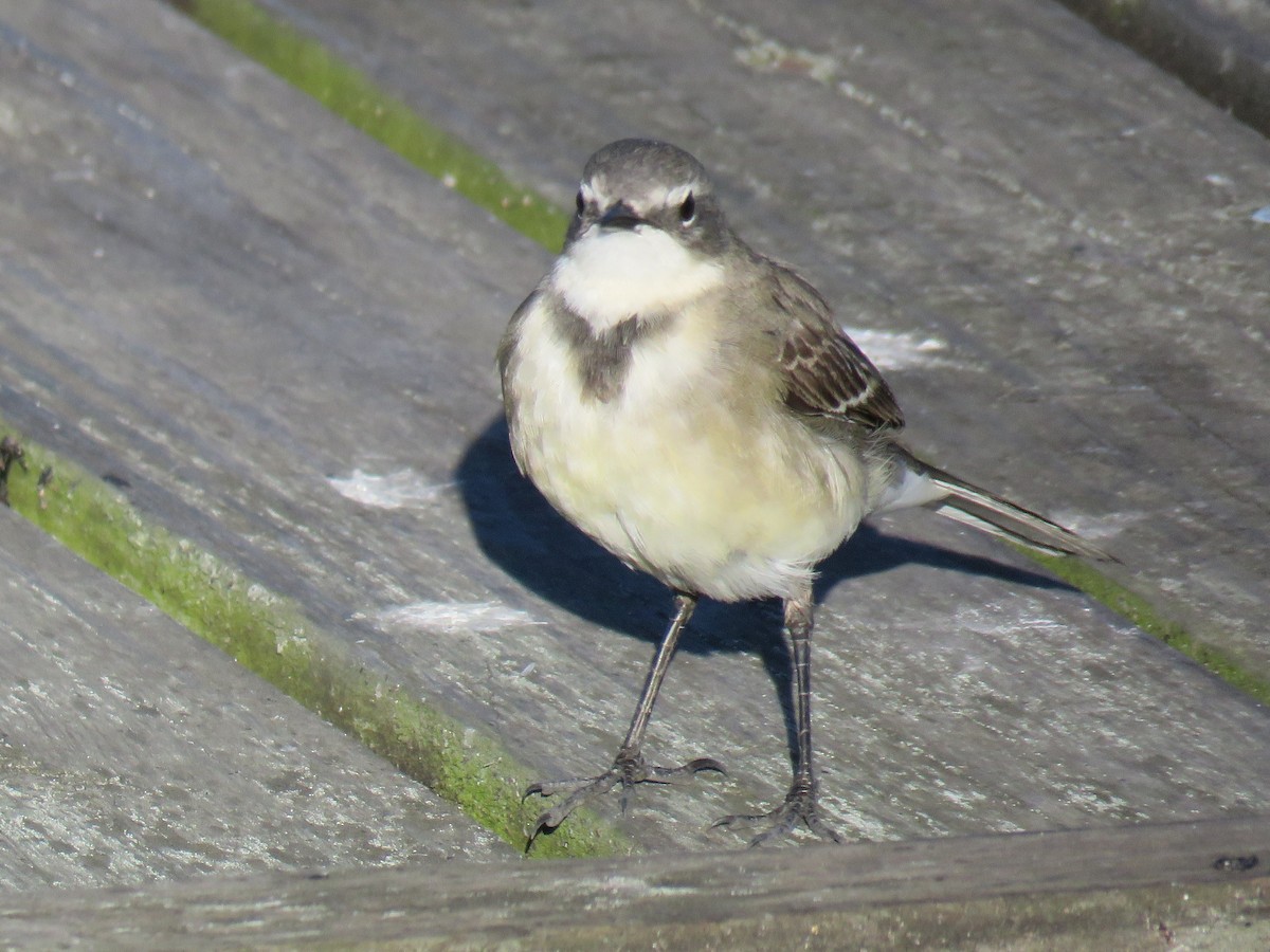 Cape Wagtail - ML198442701