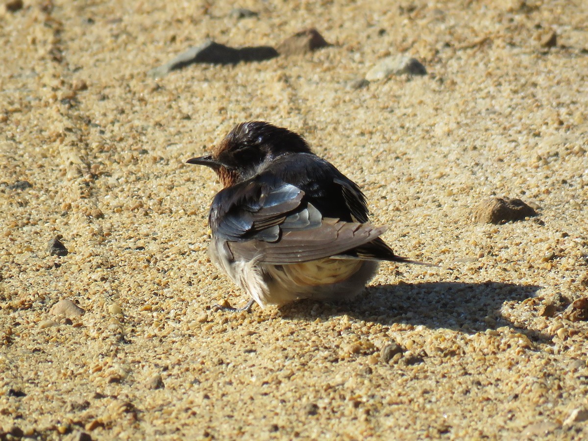 Barn Swallow (White-bellied) - ML198442971