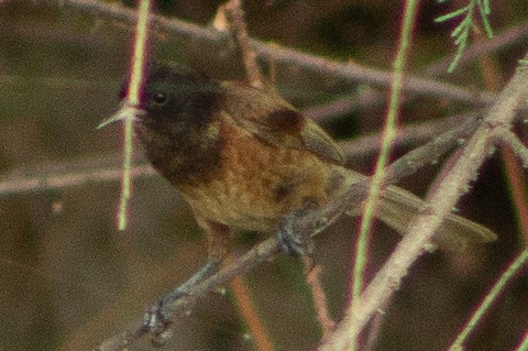 PDF) Poorly studied Black-headed Penduline Tit (Remiz macronyx) recorded  for the first time in Turkey (Aves: Remizidae)