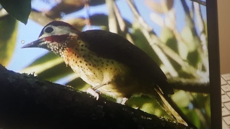 Spot-breasted Woodpecker - José Joaquín  Prada Bretón