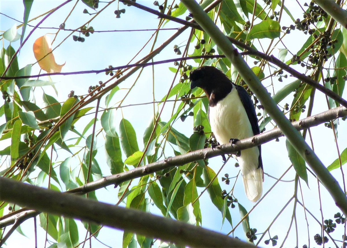 Curl-crested Jay - ML198458561