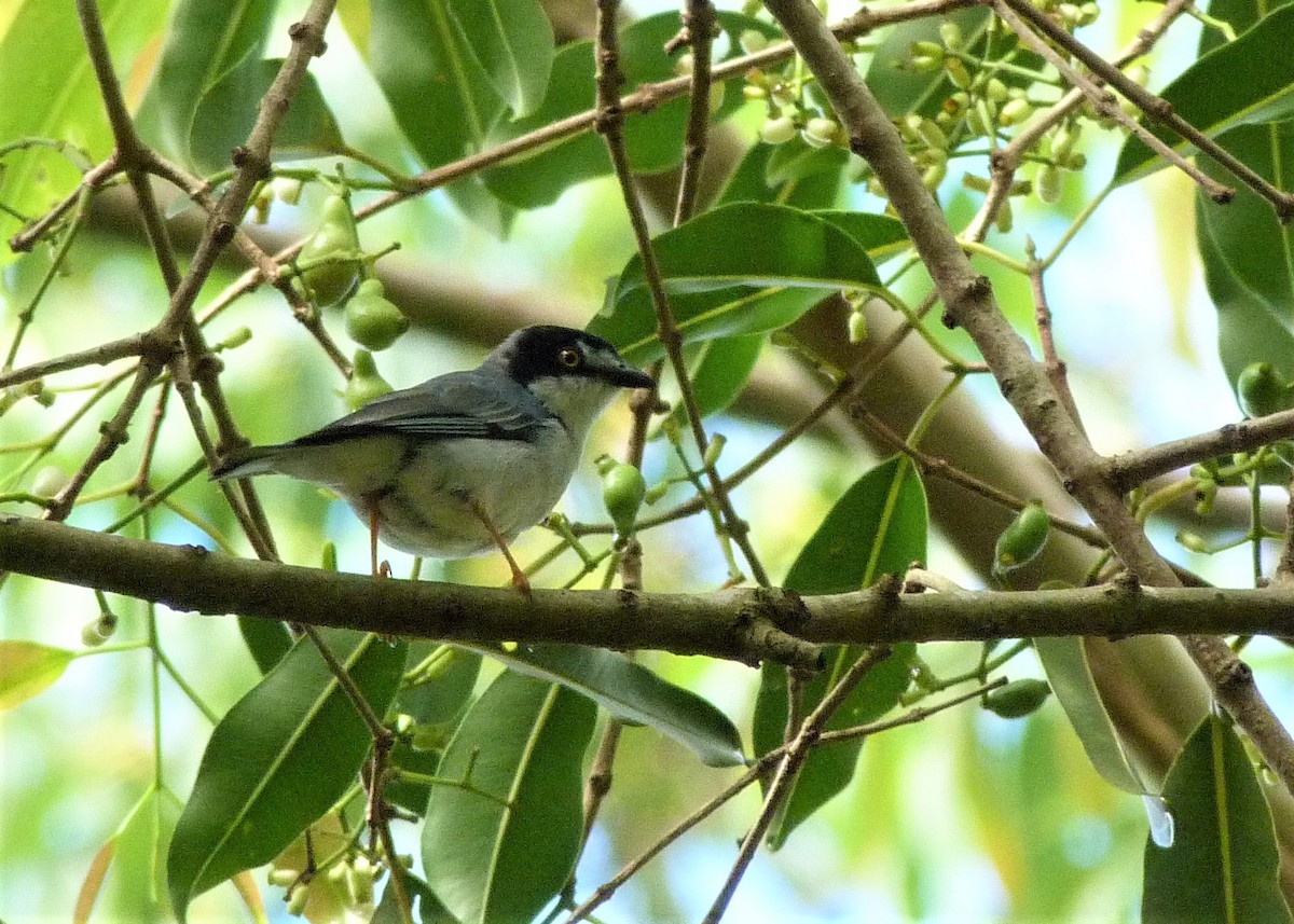 Hooded Tanager - ML198458581