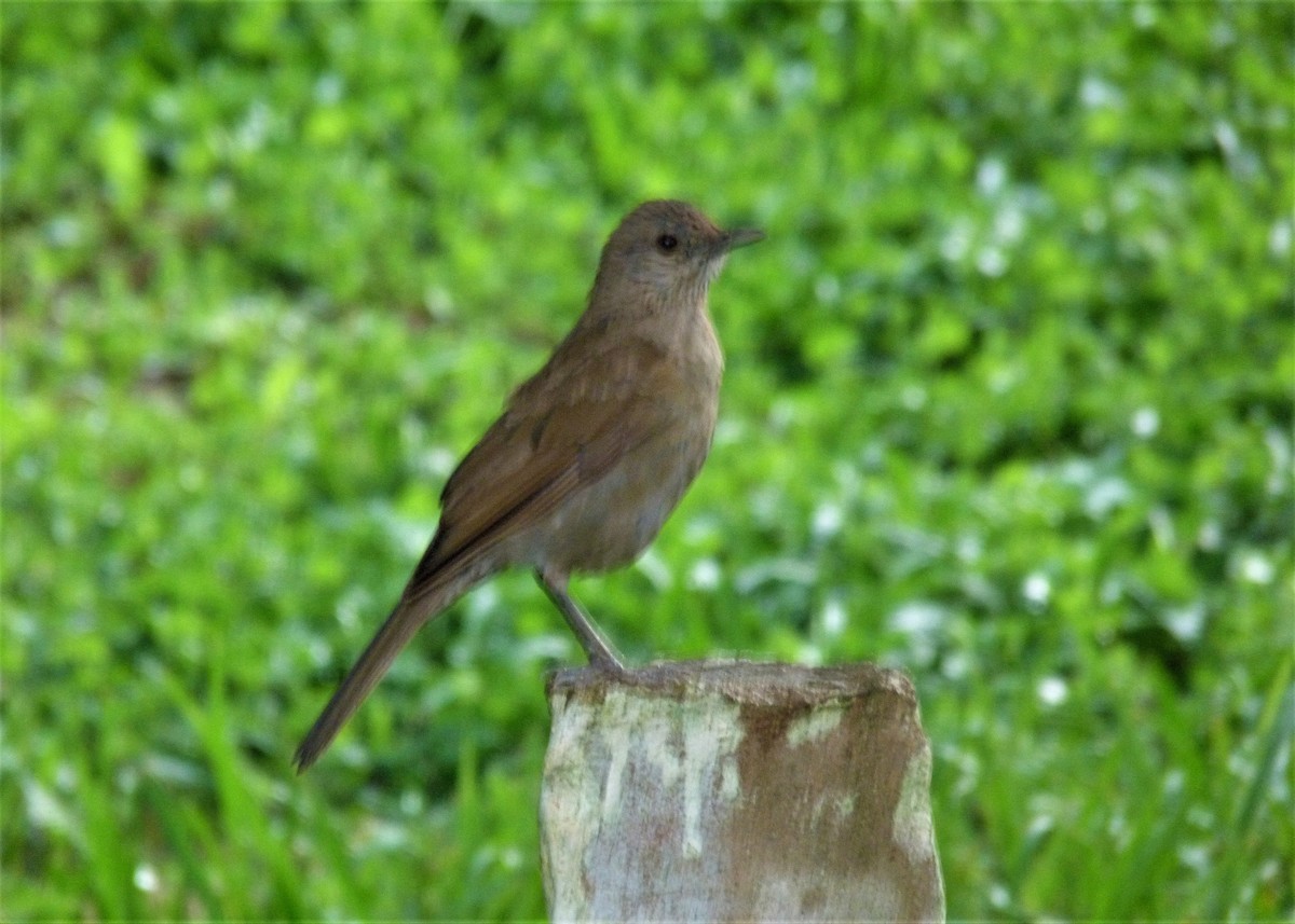 Pale-breasted Thrush - ML198461041
