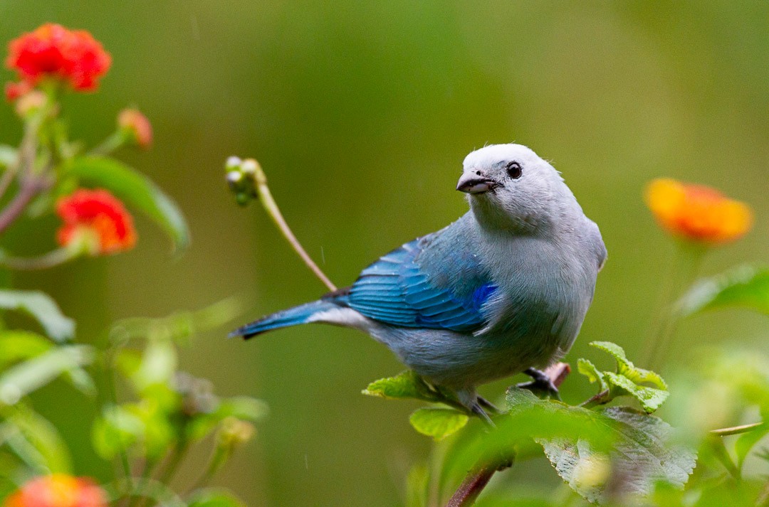 Blue-gray Tanager - ML198462201