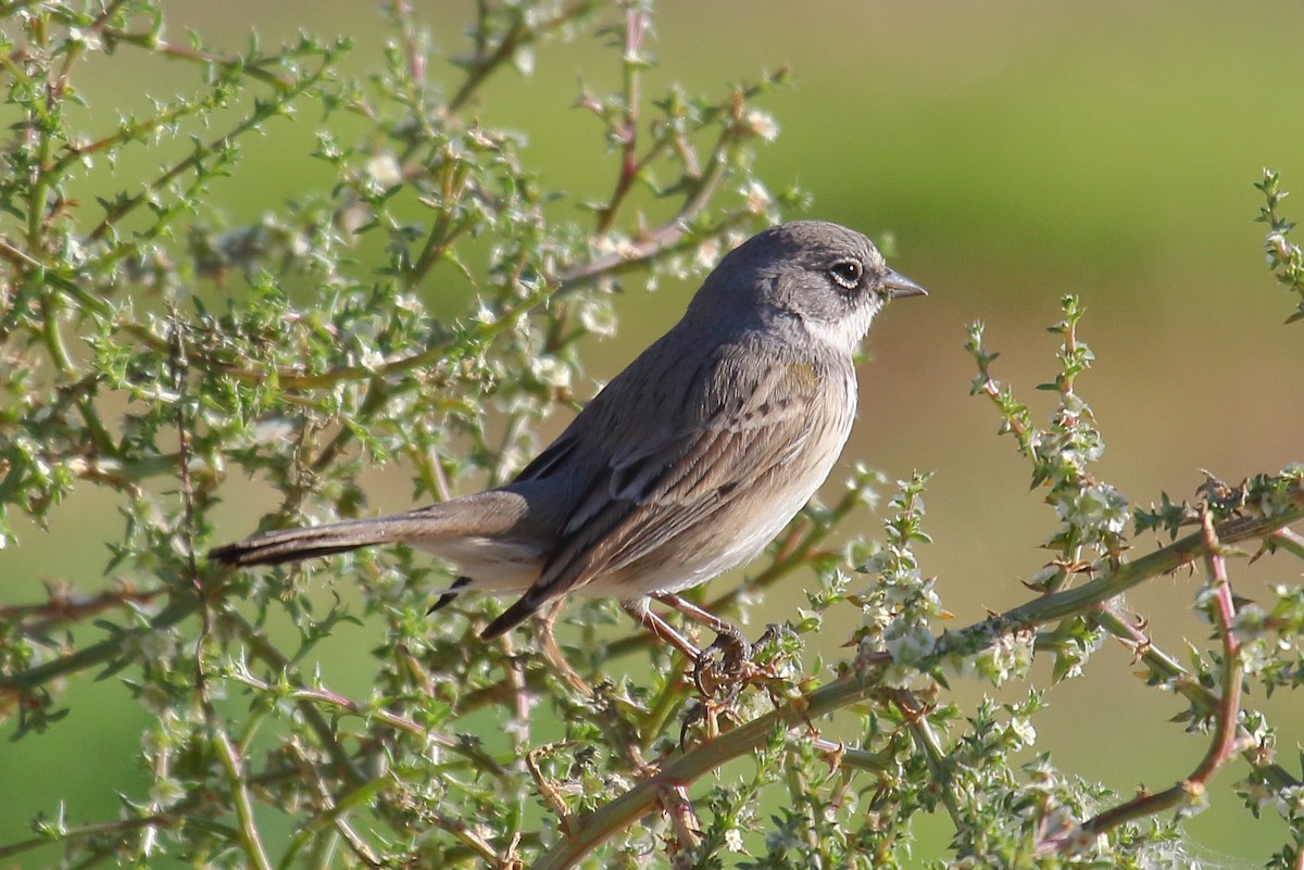 Sagebrush/Bell's Sparrow (Sage Sparrow) - ML198462321