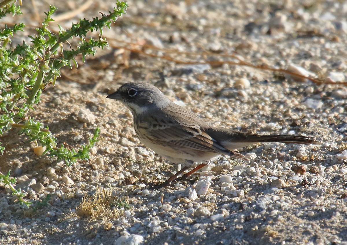 Sagebrush/Bell's Sparrow (Sage Sparrow) - Greg Gillson