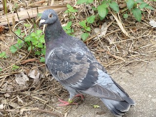 Rock Pigeon (Feral Pigeon), ML198462401