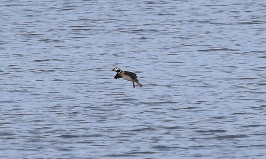 Long-tailed Duck - ML198463461