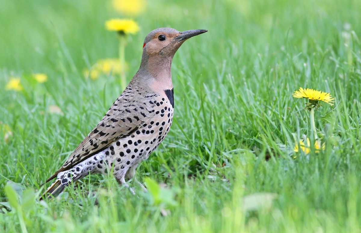 Northern Flicker (Yellow-shafted) - Jeremiah Trimble