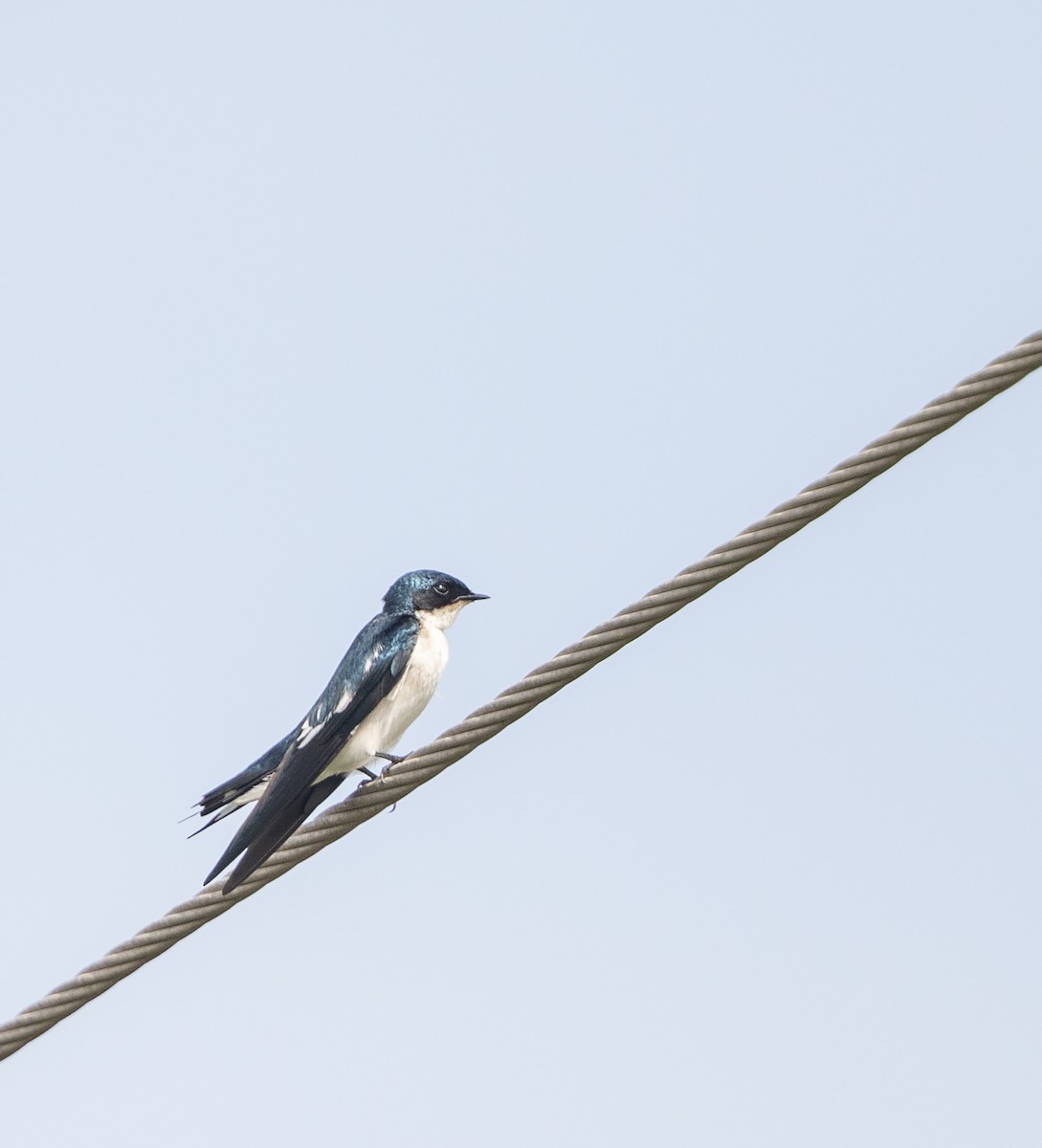 Pied-winged Swallow - Per Smith