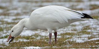 Snow Goose, ML198466921