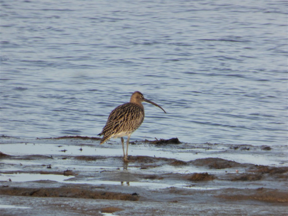 Eurasian Curlew - Mike Tuer