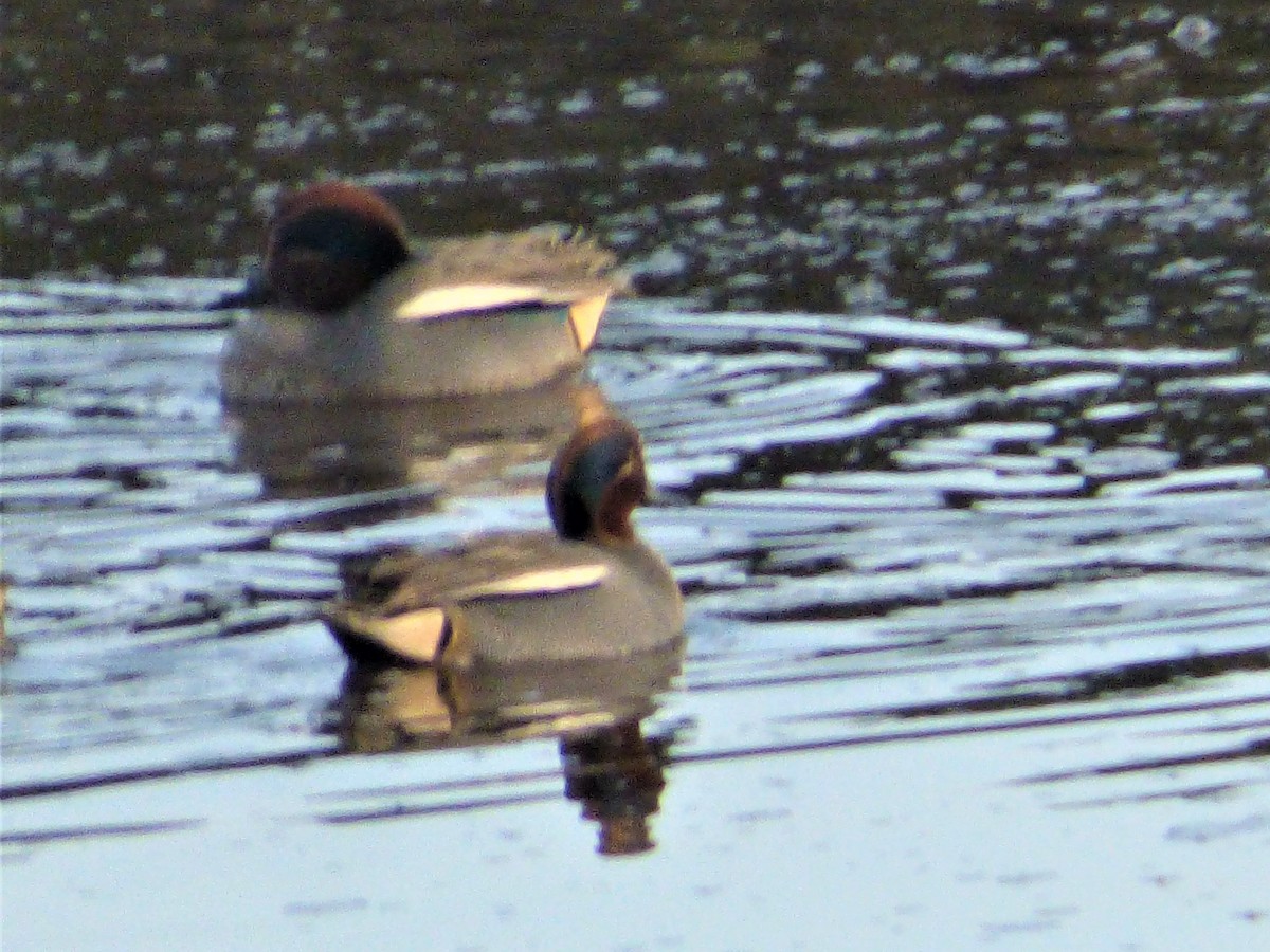 Green-winged Teal - ML198468401