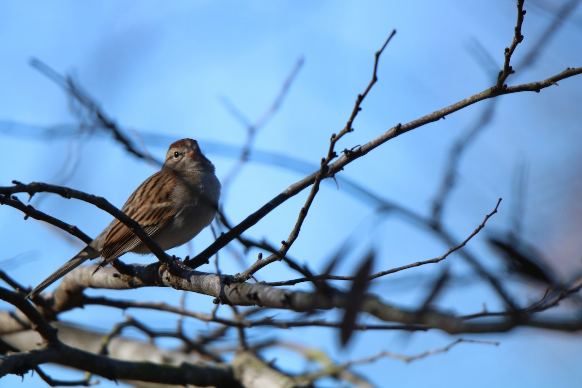 Chipping Sparrow - ML198472951