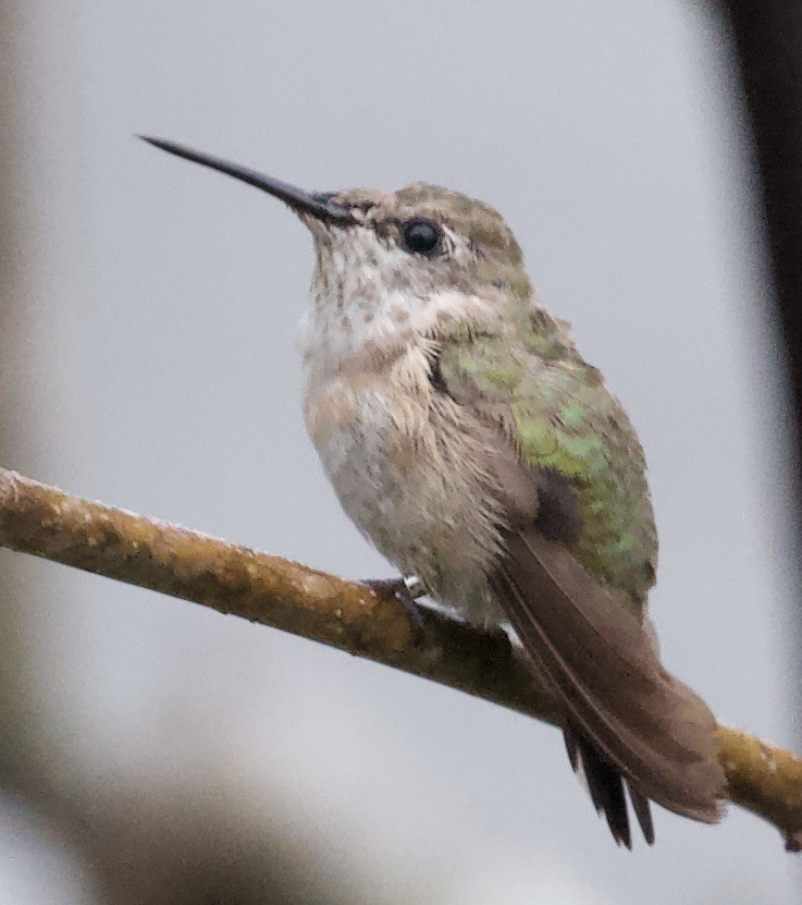 Calliope Hummingbird - William Matthews