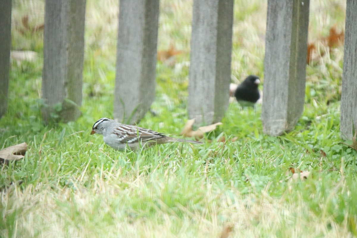 White-crowned Sparrow - ML198478211