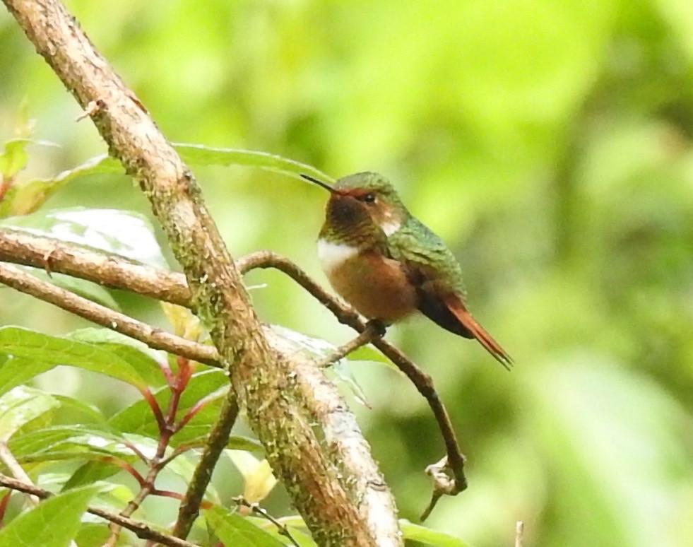 Scintillant Hummingbird - Craig Jackson
