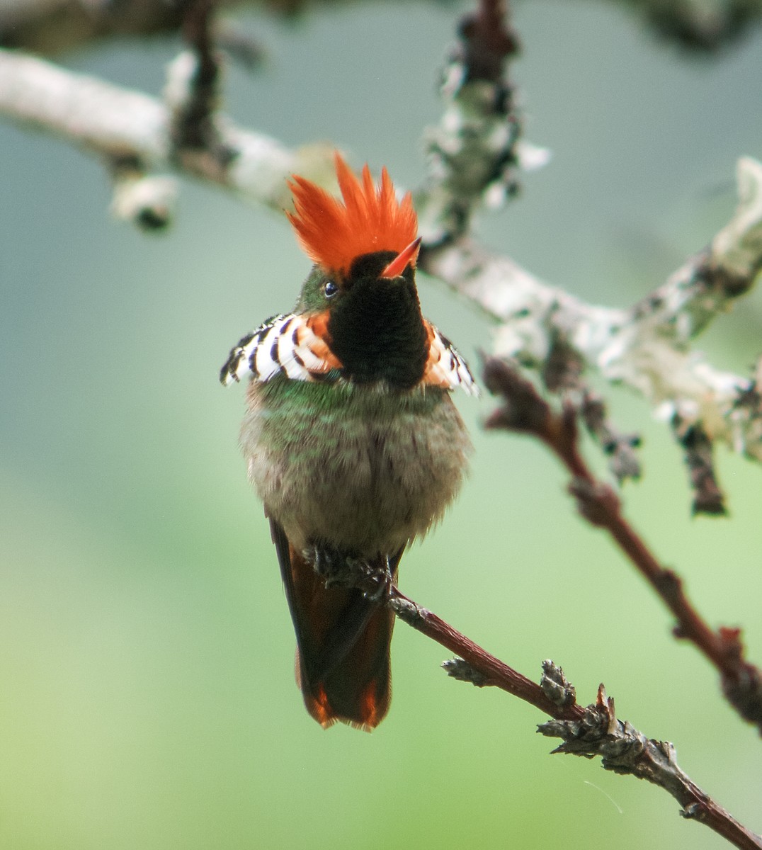 Frilled Coquette - ML198482561