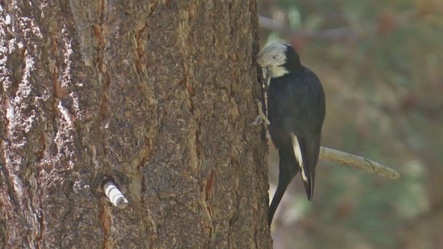 White-headed Woodpecker - ML198483901