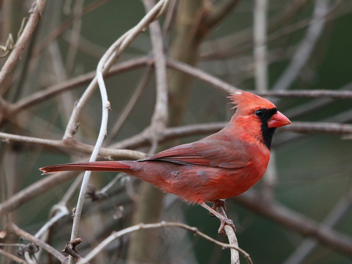Northern Cardinal - Lori White