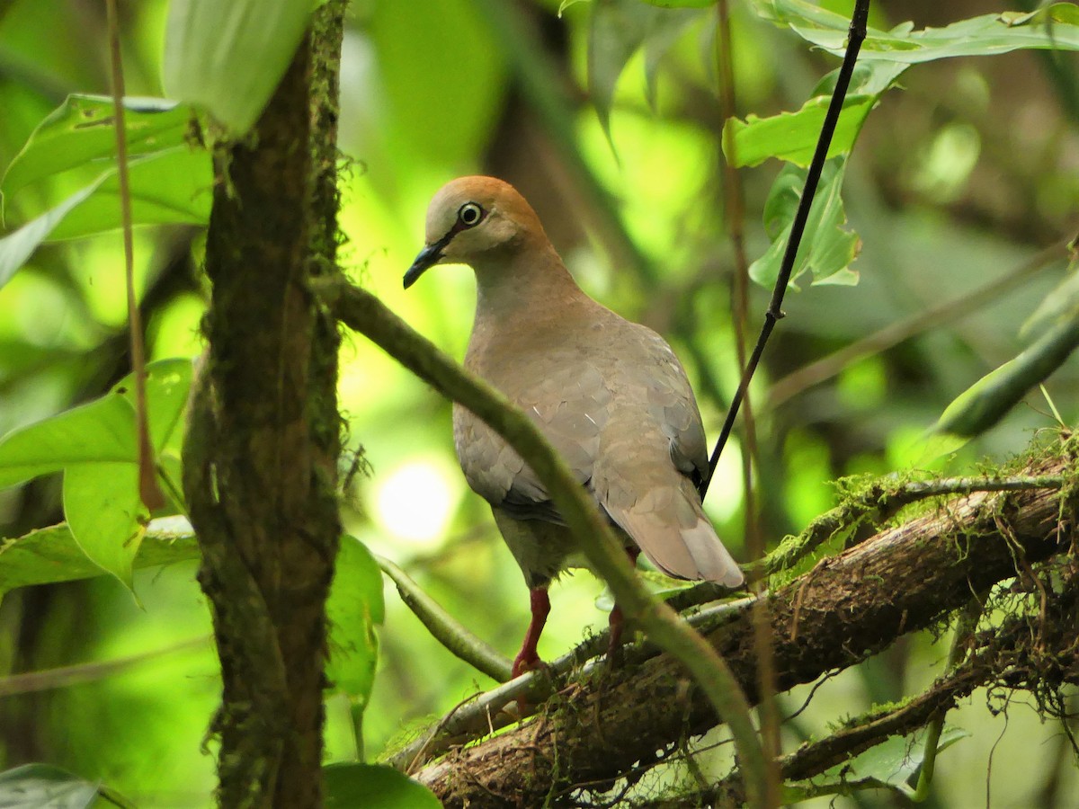 Gray-chested Dove - ML198492581