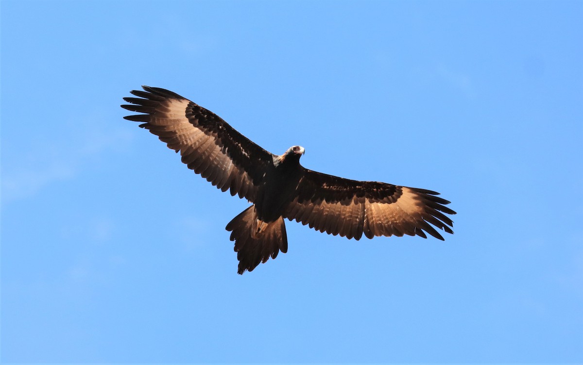 Wedge-tailed Eagle - David Ekdahl