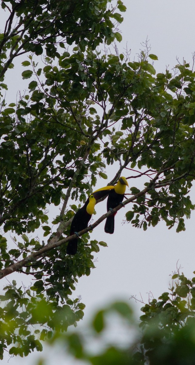 Yellow-throated Toucan - ML198501361