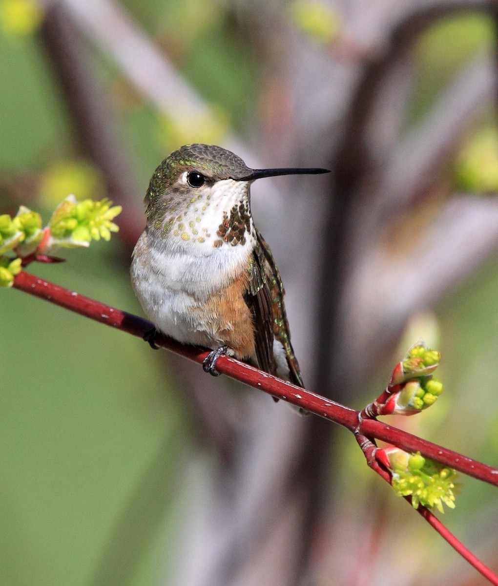 Rufous Hummingbird - Laure Wilson Neish