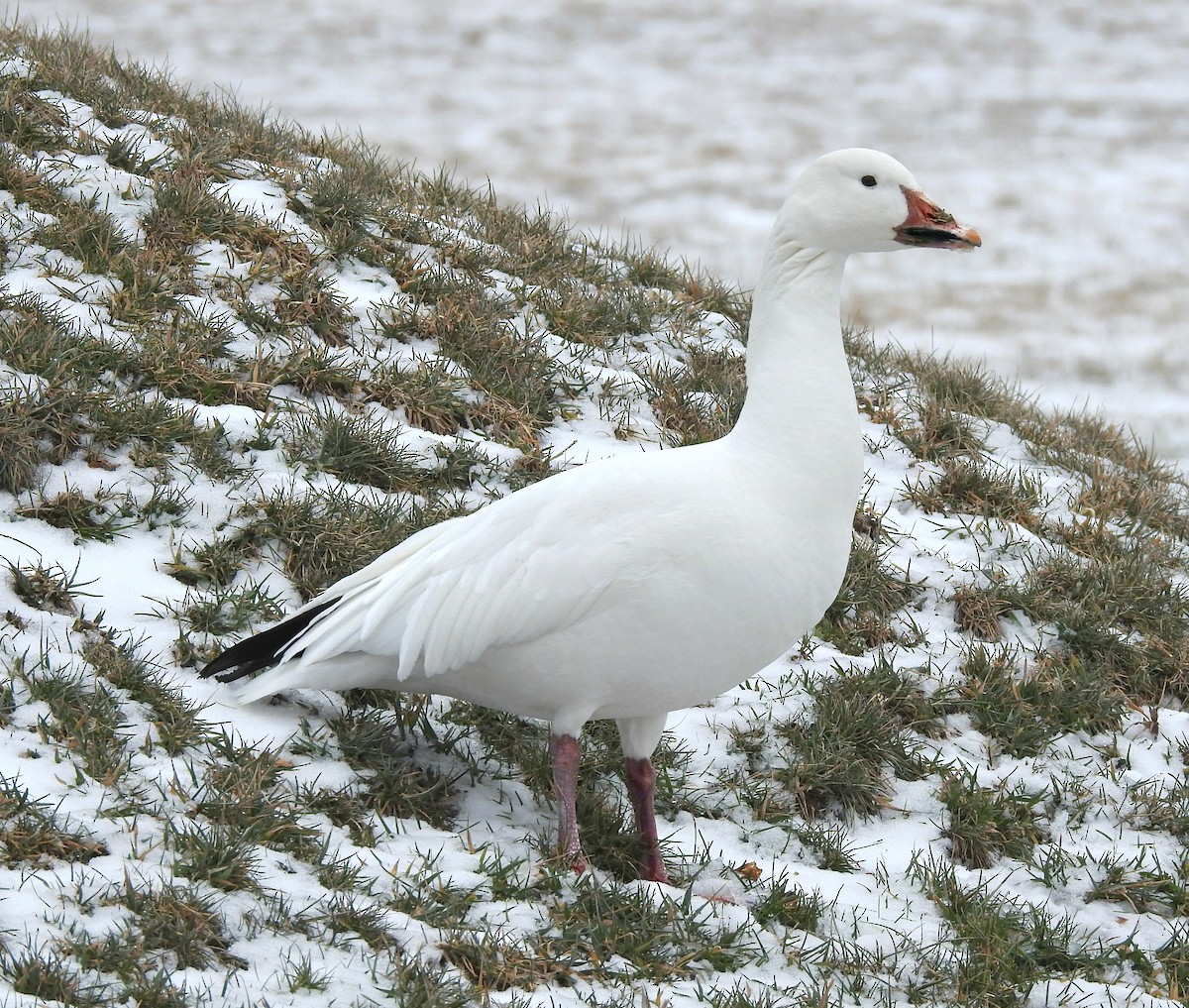 Snow Goose - ML198510141