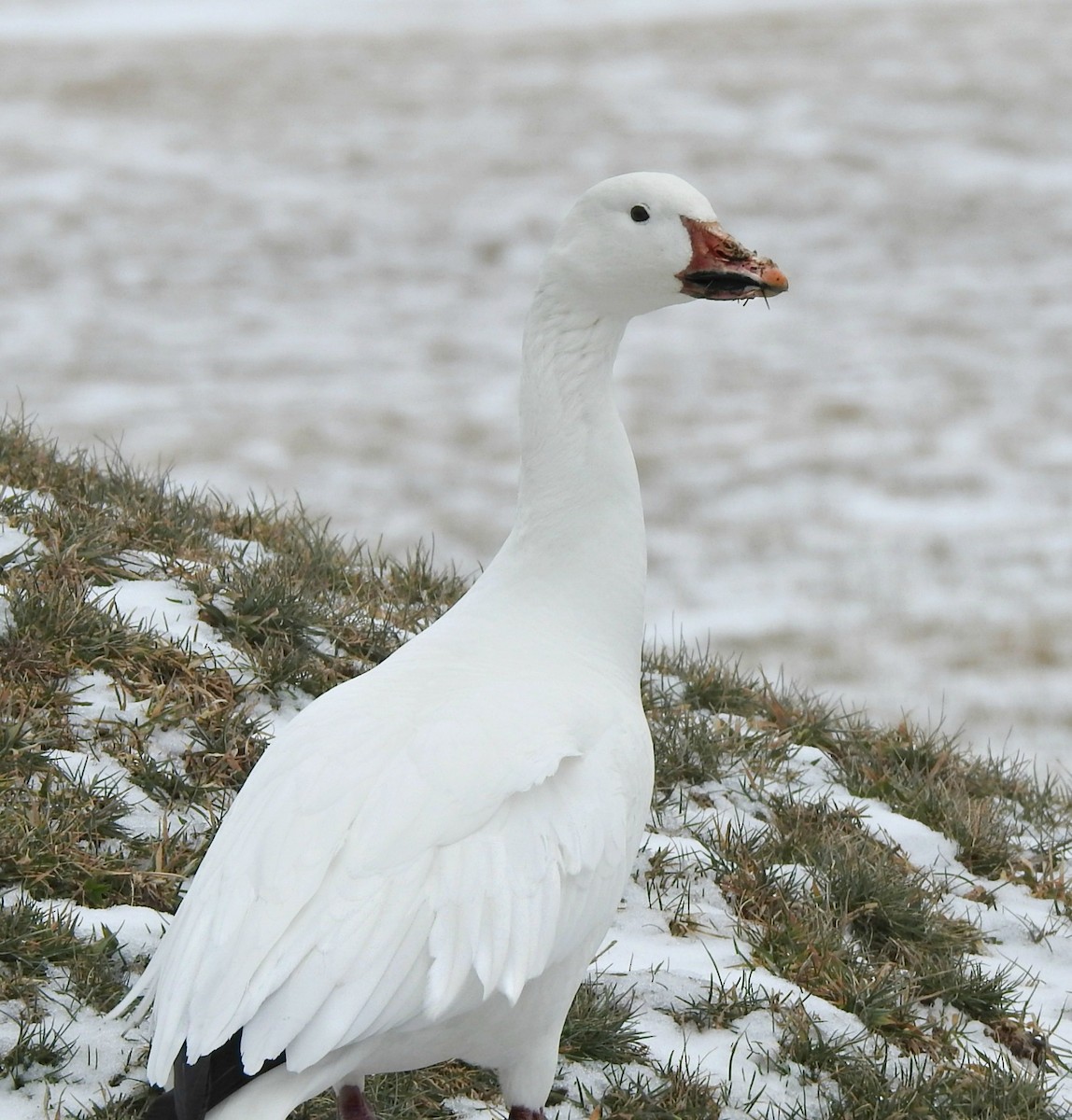 Snow Goose - Mary Alley