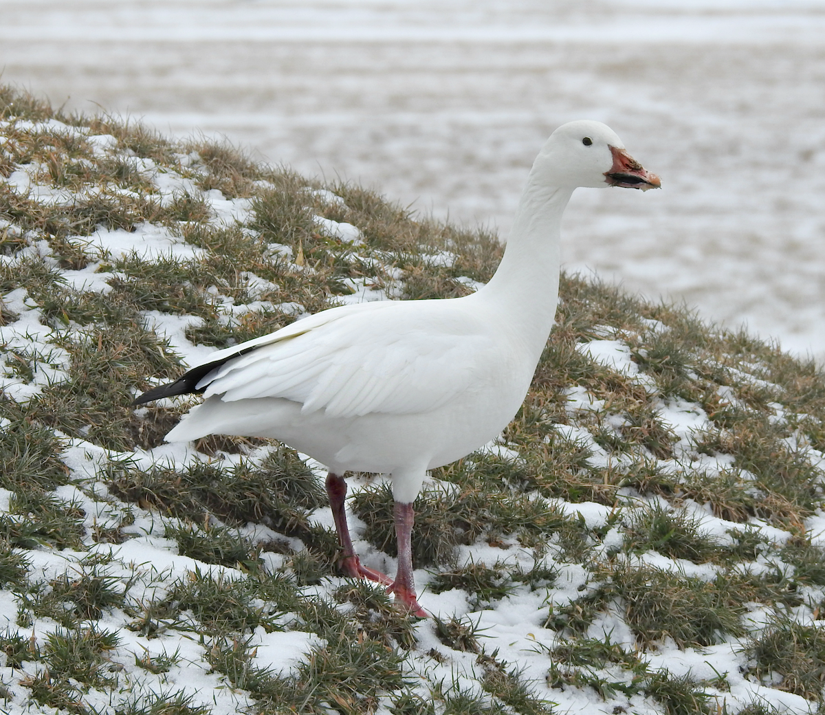 Snow Goose - ML198510411