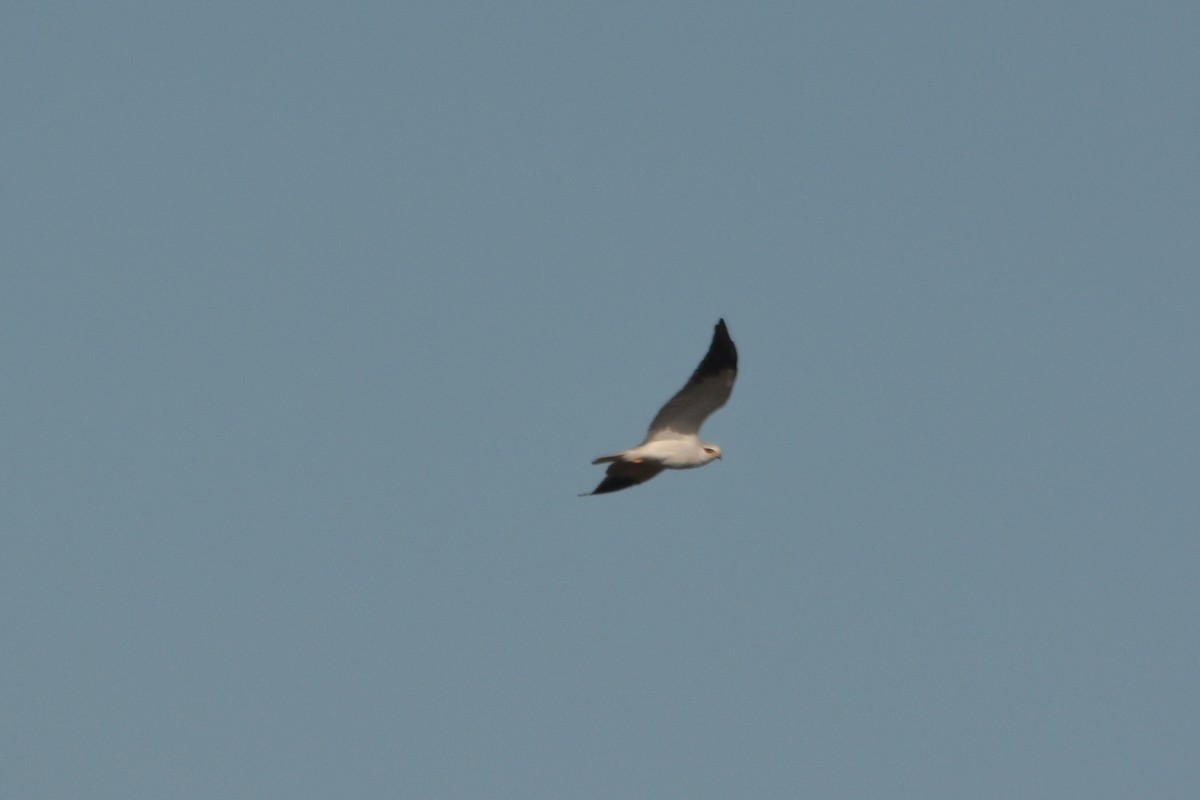Black-winged Kite - ML198511921