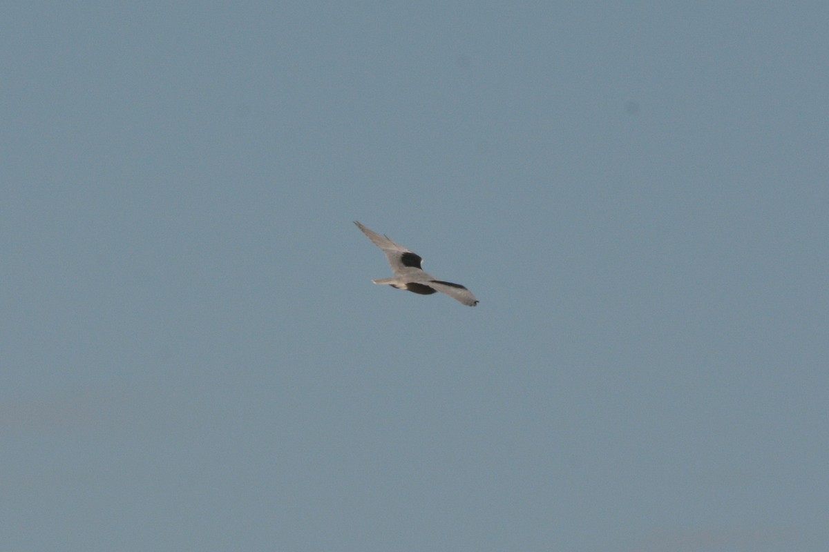 Black-winged Kite - ML198511941