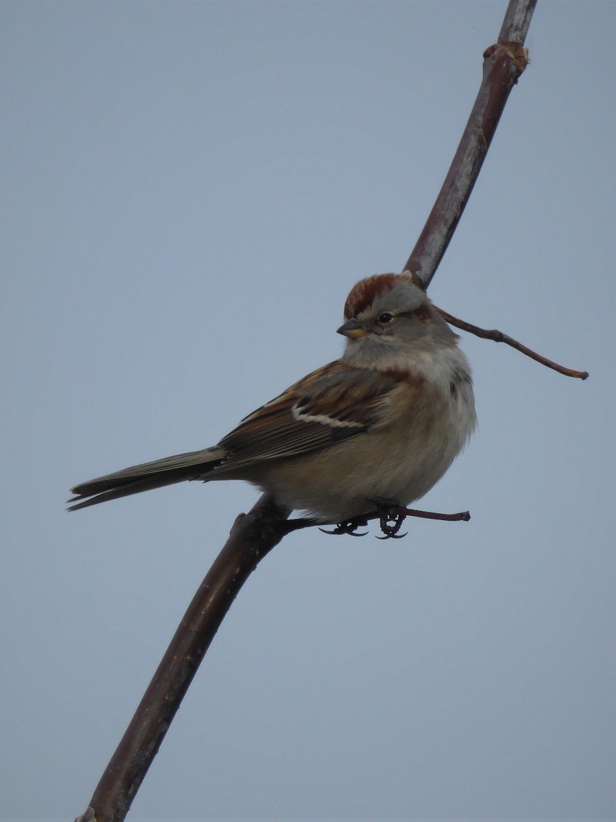 American Tree Sparrow - K K