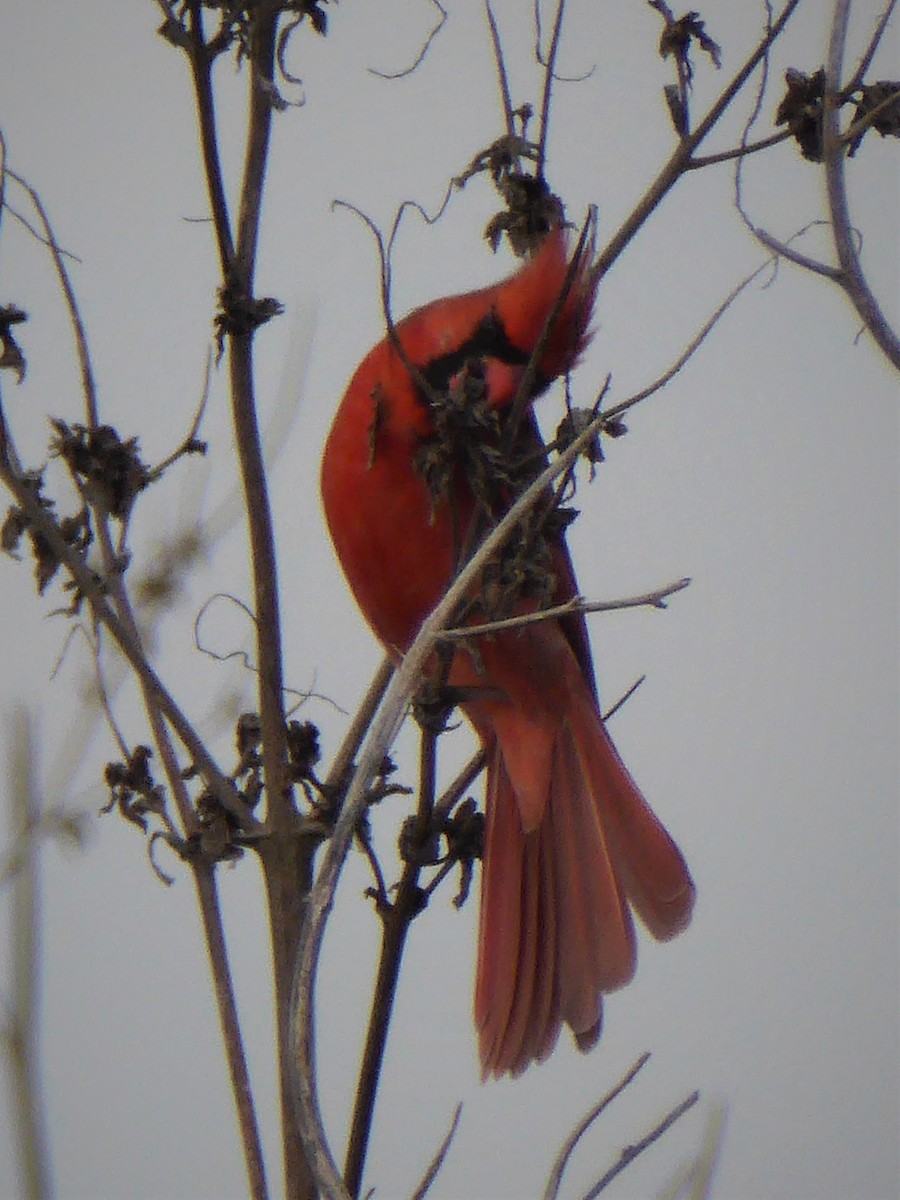 Northern Cardinal - K K