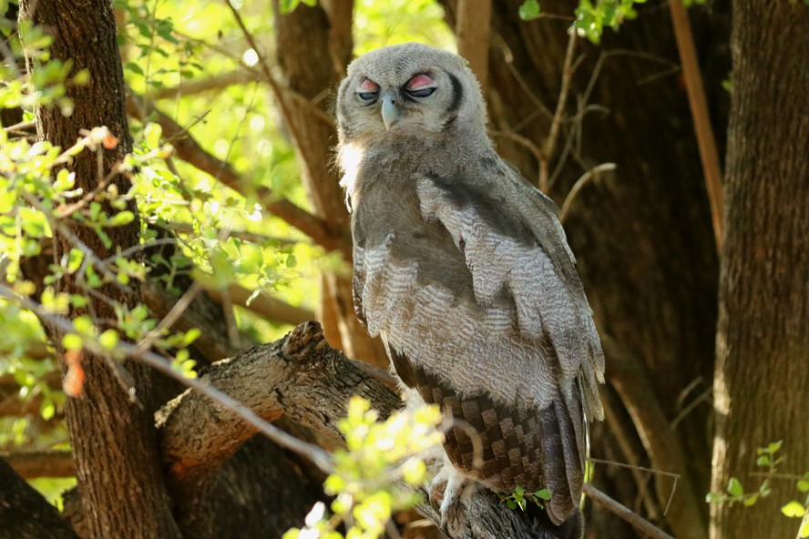 Verreaux's Eagle-Owl - ML198516431