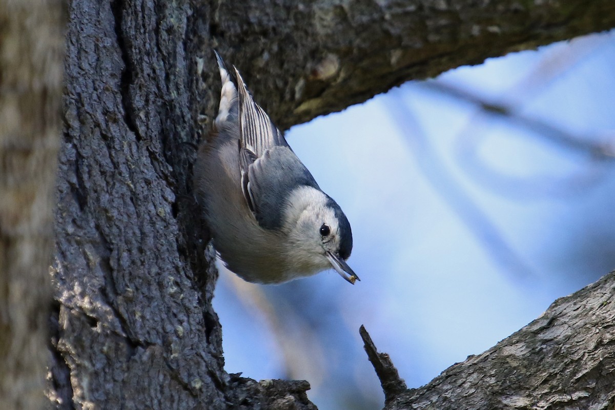 White-breasted Nuthatch - ML198518101