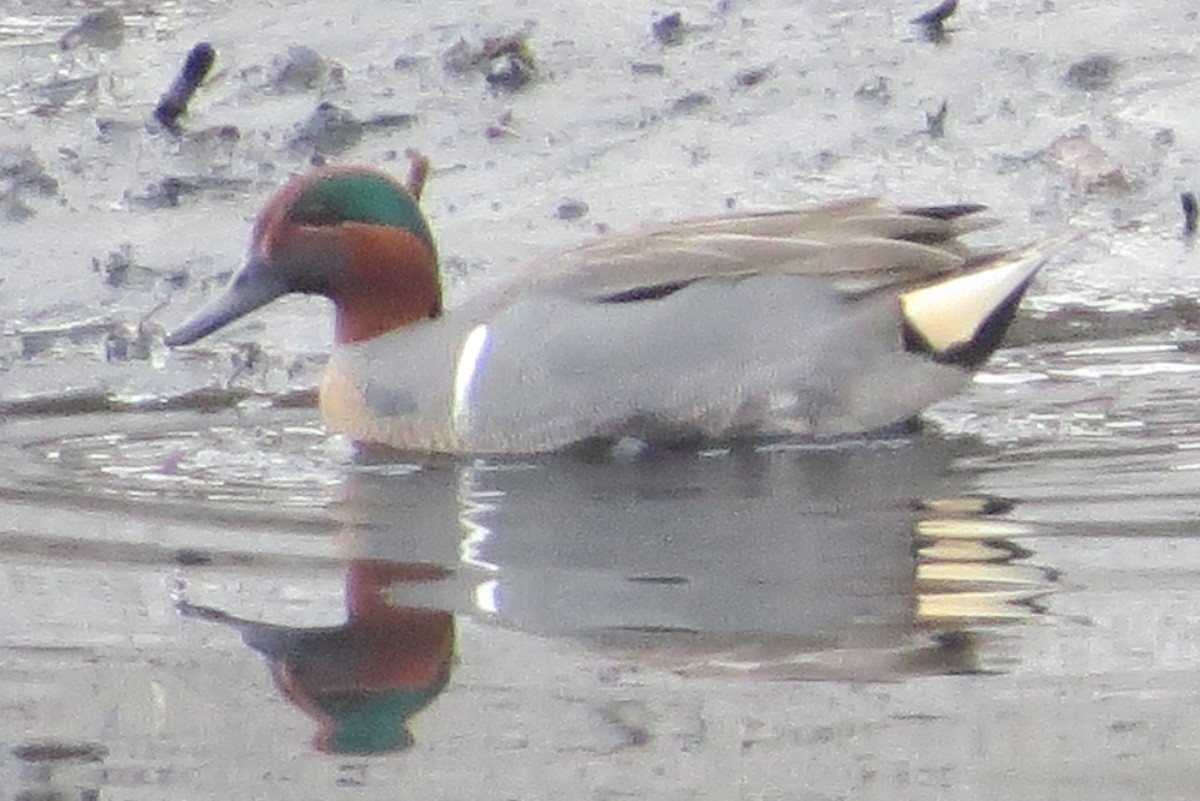 Green-winged Teal - ML198520151