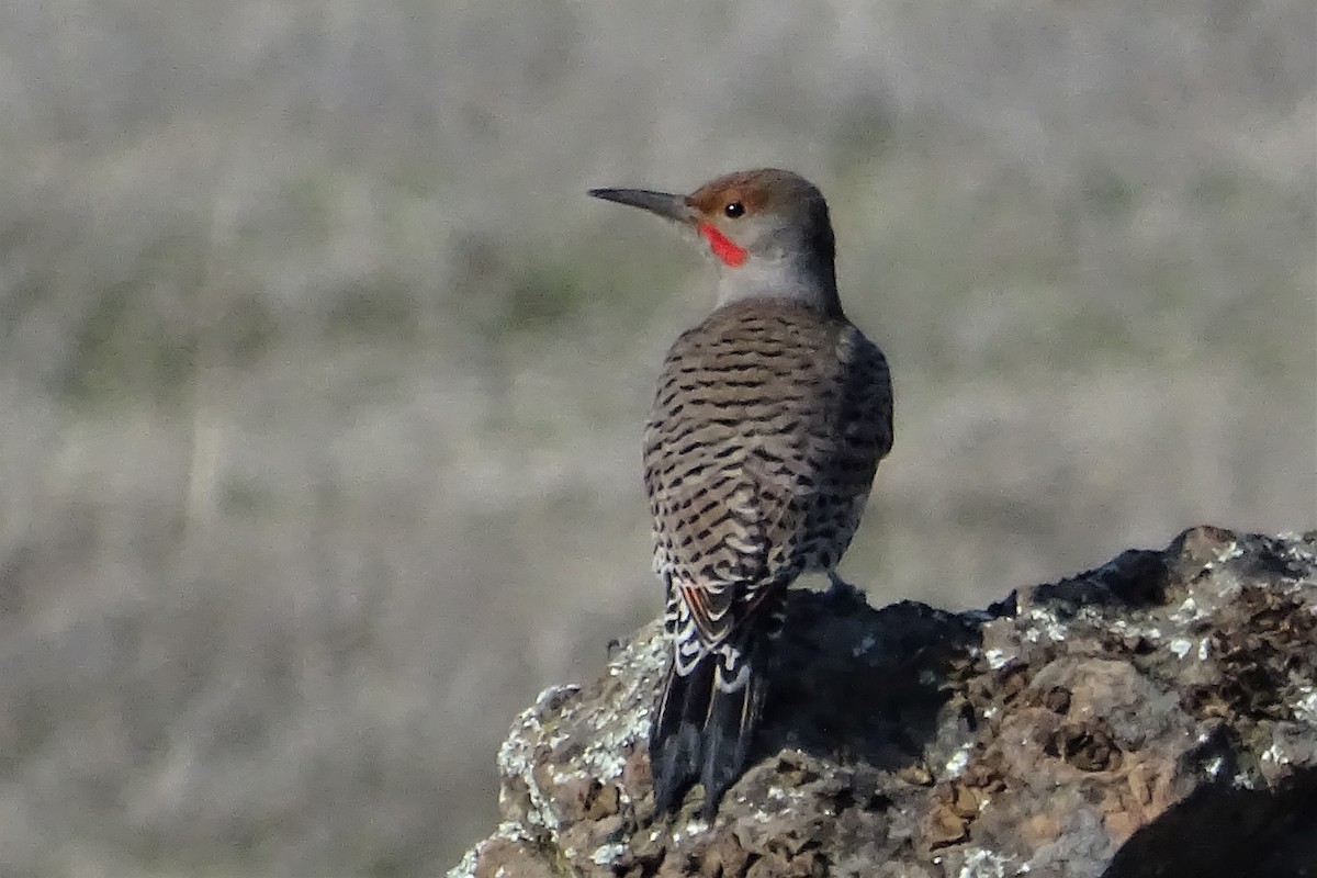 Northern Flicker (Red-shafted) - ML198525261