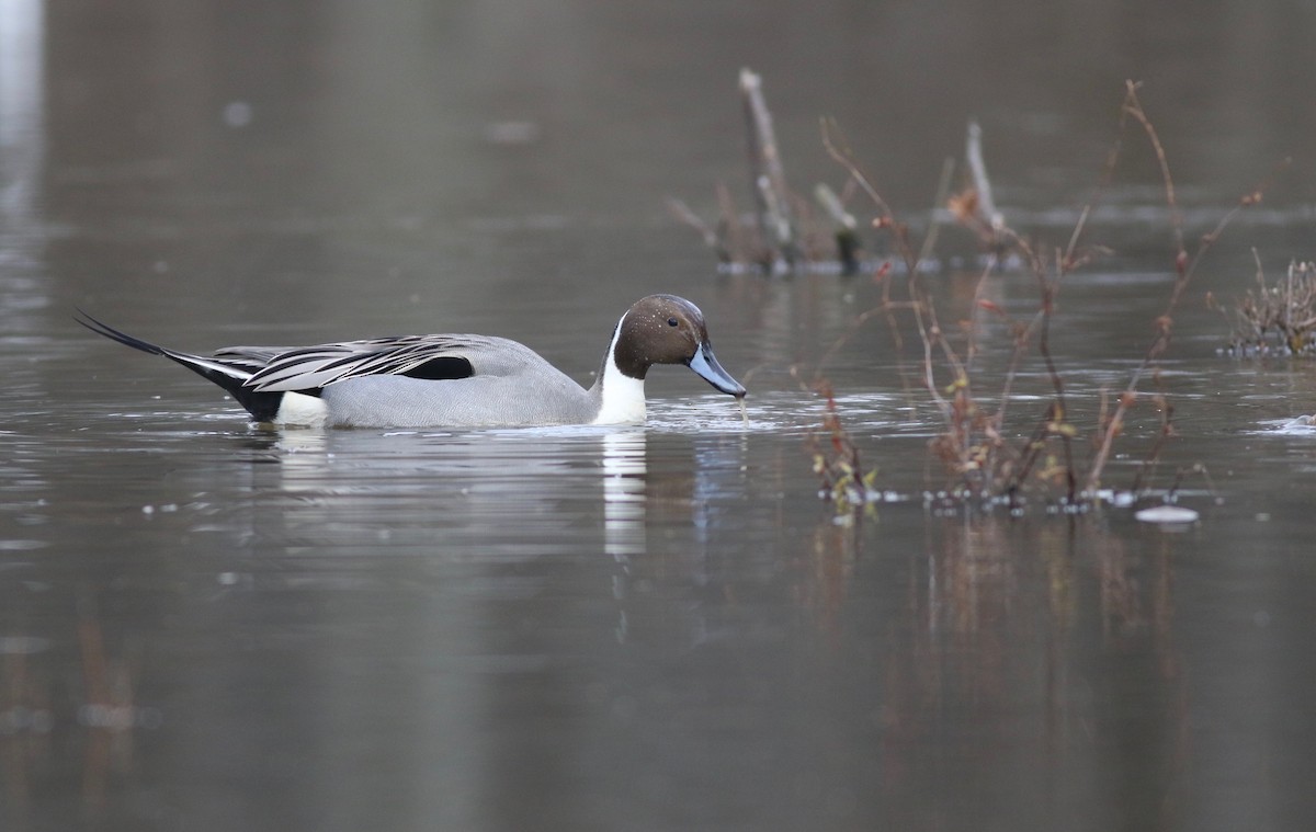 Northern Pintail - Theo Staengl