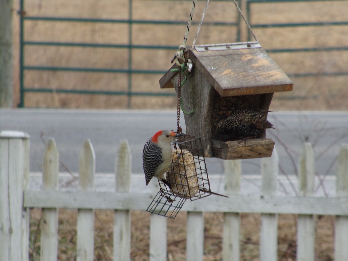 Red-bellied Woodpecker - ML198545631