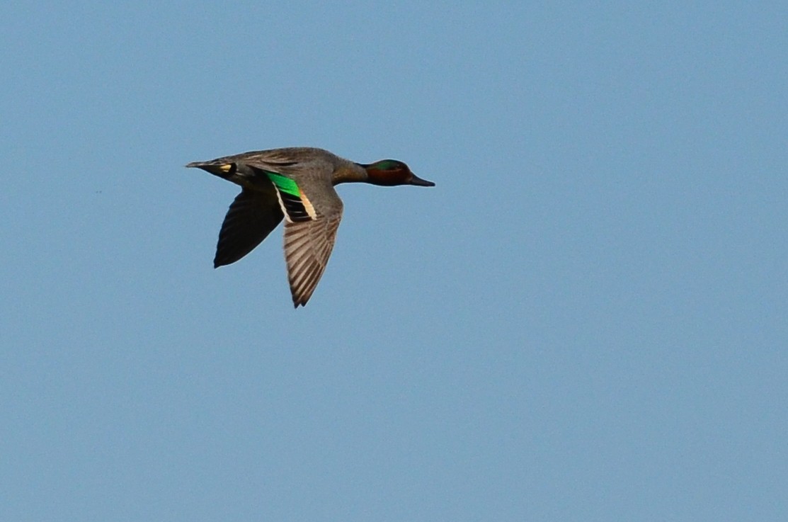 Green-winged Teal - David M. Bell