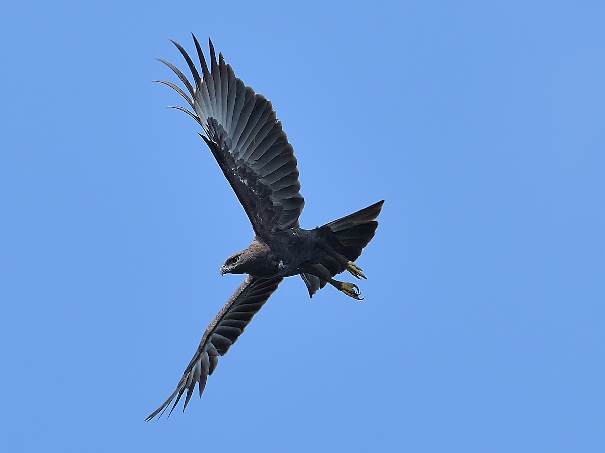 Changeable Hawk-Eagle - Choong YT