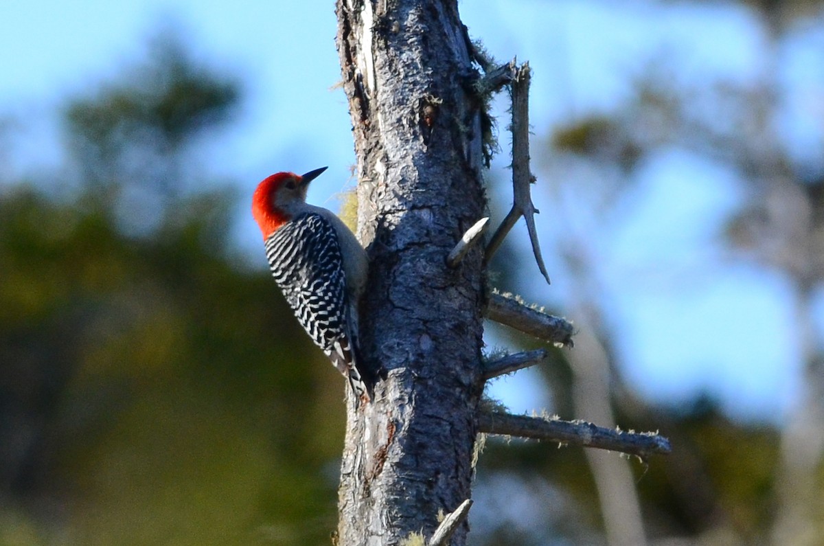 Red-bellied Woodpecker - David M. Bell