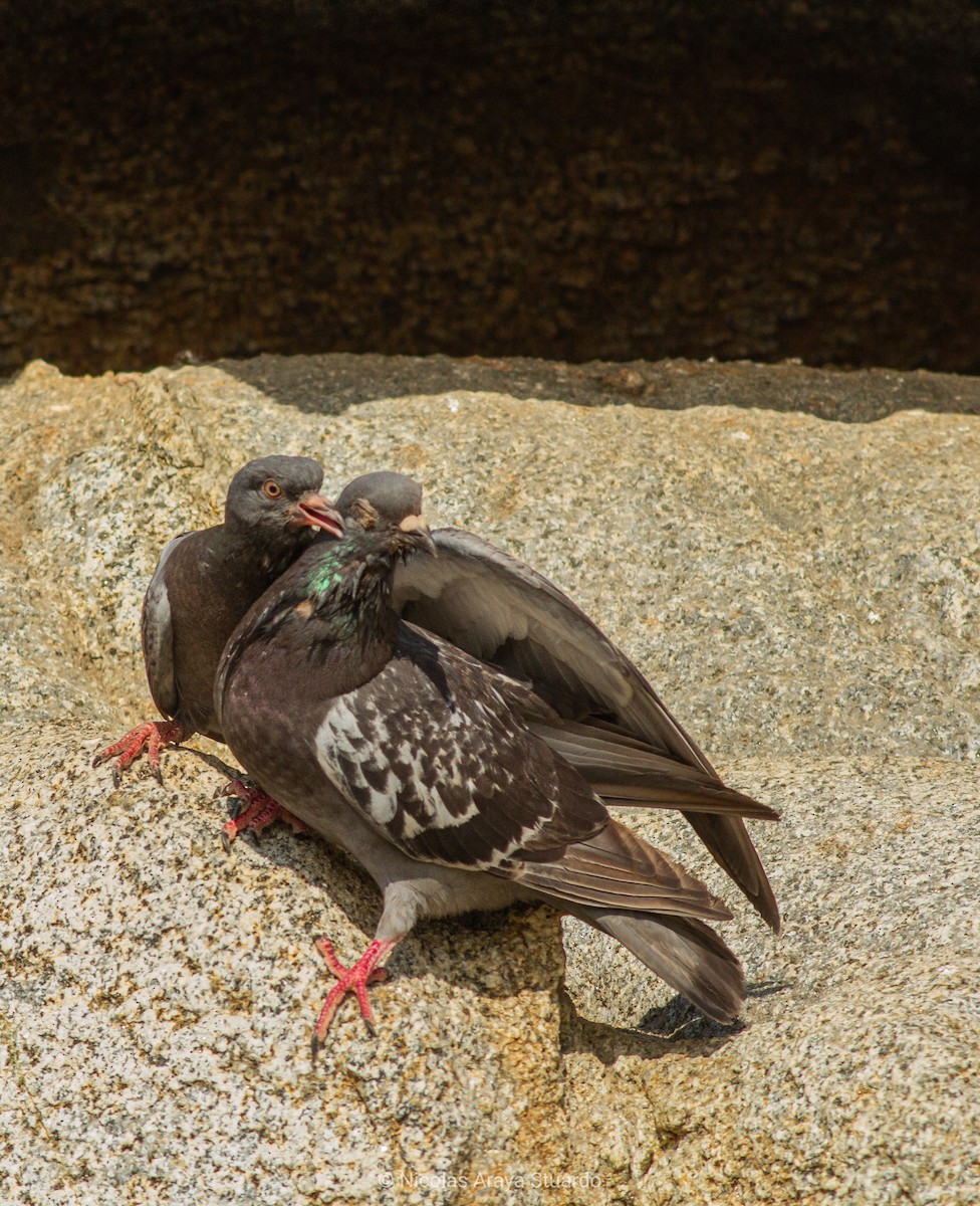 Rock Pigeon (Feral Pigeon) - Nicolas Araya Stuardo