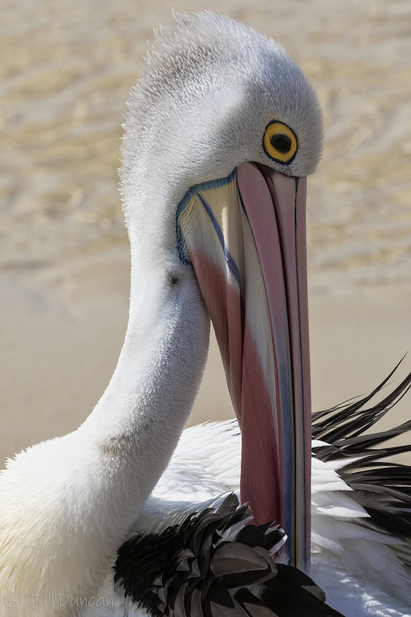 Австралийский пеликан - ML198559951