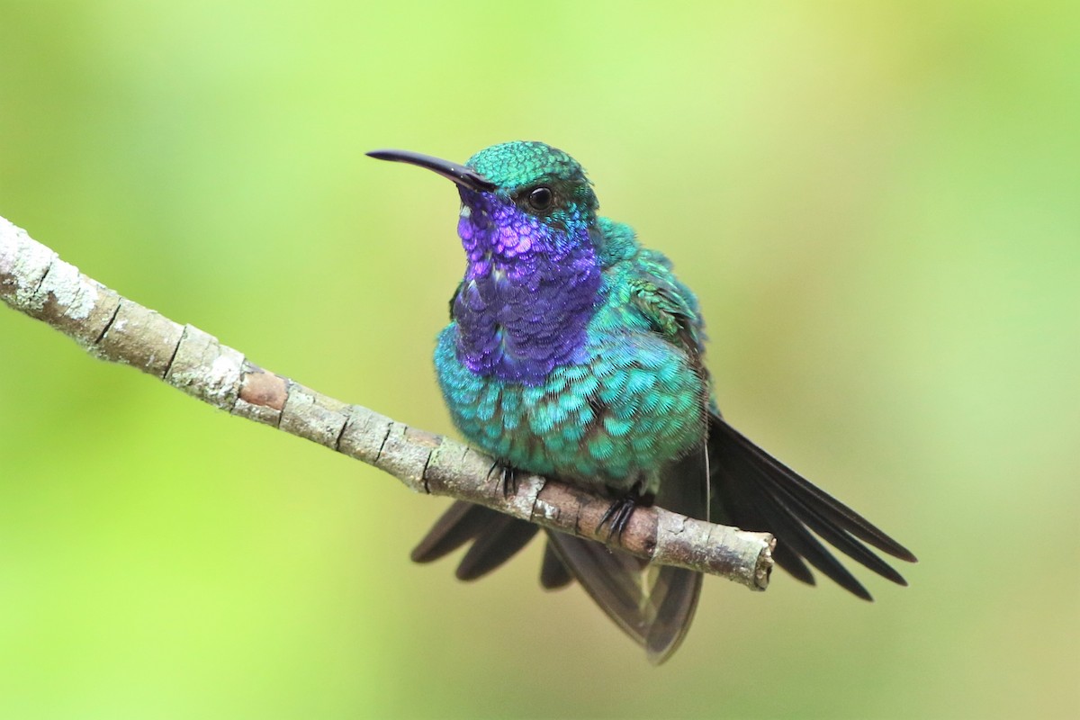 Sapphire-throated Hummingbird - Robert McNab