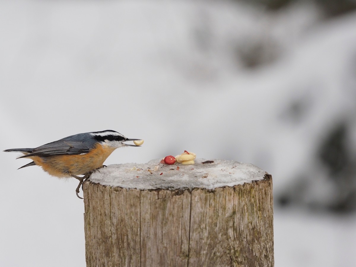 Red-breasted Nuthatch - ML198560571